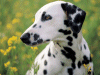 Captcha image 1305