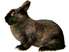 Captcha image 4960